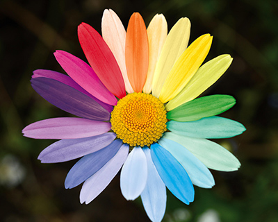 FOSTAC Summer Fest  2026